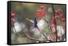 A Swallow-Tailed Hummingbird, Eupetomena Macroura, Feeding from Coral Tree Flowers-Alex Saberi-Framed Stretched Canvas