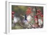 A Swallow-Tailed Hummingbird, Eupetomena Macroura, Feeding from Coral Tree Flowers-Alex Saberi-Framed Premium Photographic Print