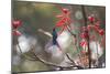 A Swallow-Tailed Hummingbird, Eupetomena Macroura, Feeding from Coral Tree Flowers-Alex Saberi-Mounted Premium Photographic Print