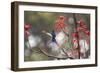 A Swallow-Tailed Hummingbird, Eupetomena Macroura, Feeding from Coral Tree Flowers-Alex Saberi-Framed Photographic Print