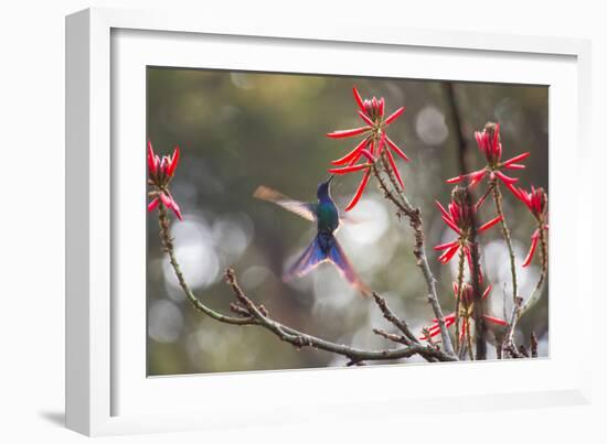 A Swallow-Tailed Hummingbird, Eupetomena Macroura, Feeding from Coral Tree Flowers-Alex Saberi-Framed Photographic Print