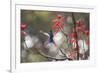 A Swallow-Tailed Hummingbird, Eupetomena Macroura, Feeding from Coral Tree Flowers-Alex Saberi-Framed Photographic Print