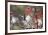 A Swallow-Tailed Hummingbird, Eupetomena Macroura, Feeding from Coral Tree Flowers-Alex Saberi-Framed Photographic Print