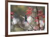 A Swallow-Tailed Hummingbird, Eupetomena Macroura, Feeding from Coral Tree Flowers-Alex Saberi-Framed Photographic Print