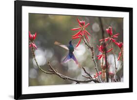 A Swallow-Tailed Hummingbird, Eupetomena Macroura, Feeding from Coral Tree Flowers-Alex Saberi-Framed Photographic Print