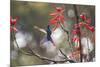 A Swallow-Tailed Hummingbird, Eupetomena Macroura, Feeding from Coral Tree Flowers-Alex Saberi-Mounted Photographic Print