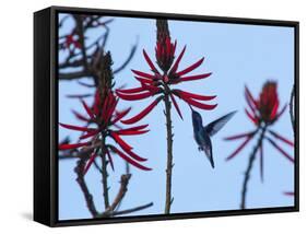 A Swallow-Tailed Hummingbird, Eupetomena Macroura Feeds on a Flower of a Coral Tree-Alex Saberi-Framed Stretched Canvas