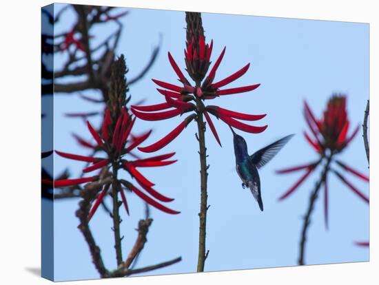 A Swallow-Tailed Hummingbird, Eupetomena Macroura Feeds on a Flower of a Coral Tree-Alex Saberi-Stretched Canvas
