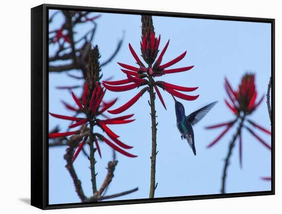 A Swallow-Tailed Hummingbird, Eupetomena Macroura Feeds on a Flower of a Coral Tree-Alex Saberi-Framed Stretched Canvas