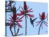 A Swallow-Tailed Hummingbird, Eupetomena Macroura Feeds on a Flower of a Coral Tree-Alex Saberi-Stretched Canvas