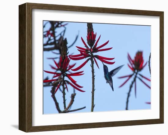 A Swallow-Tailed Hummingbird, Eupetomena Macroura Feeds on a Flower of a Coral Tree-Alex Saberi-Framed Photographic Print