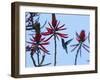 A Swallow-Tailed Hummingbird, Eupetomena Macroura Feeds on a Flower of a Coral Tree-Alex Saberi-Framed Photographic Print