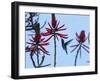 A Swallow-Tailed Hummingbird, Eupetomena Macroura Feeds on a Flower of a Coral Tree-Alex Saberi-Framed Photographic Print