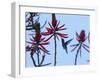 A Swallow-Tailed Hummingbird, Eupetomena Macroura Feeds on a Flower of a Coral Tree-Alex Saberi-Framed Photographic Print