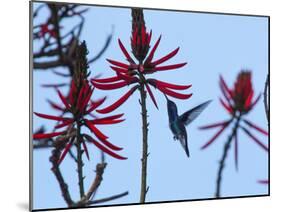 A Swallow-Tailed Hummingbird, Eupetomena Macroura Feeds on a Flower of a Coral Tree-Alex Saberi-Mounted Photographic Print