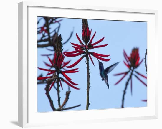 A Swallow-Tailed Hummingbird, Eupetomena Macroura Feeds on a Flower of a Coral Tree-Alex Saberi-Framed Photographic Print