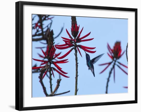 A Swallow-Tailed Hummingbird, Eupetomena Macroura Feeds on a Flower of a Coral Tree-Alex Saberi-Framed Photographic Print