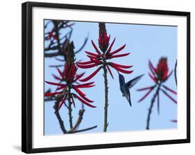 A Swallow-Tailed Hummingbird, Eupetomena Macroura Feeds on a Flower of a Coral Tree-Alex Saberi-Framed Photographic Print