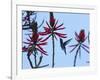 A Swallow-Tailed Hummingbird, Eupetomena Macroura Feeds on a Flower of a Coral Tree-Alex Saberi-Framed Photographic Print