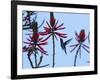 A Swallow-Tailed Hummingbird, Eupetomena Macroura Feeds on a Flower of a Coral Tree-Alex Saberi-Framed Photographic Print