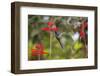 A Swallow-Tailed Hummingbird, Eupetomena Macroura, Mid Flight, Feeding from a Flower-Alex Saberi-Framed Photographic Print