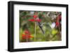 A Swallow-Tailed Hummingbird, Eupetomena Macroura, Mid Flight, Feeding from a Flower-Alex Saberi-Framed Photographic Print