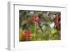 A Swallow-Tailed Hummingbird, Eupetomena Macroura, Mid Flight, Feeding from a Flower-Alex Saberi-Framed Photographic Print