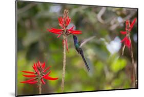 A Swallow-Tailed Hummingbird, Eupetomena Macroura, Mid Flight, Feeding from a Flower-Alex Saberi-Mounted Photographic Print