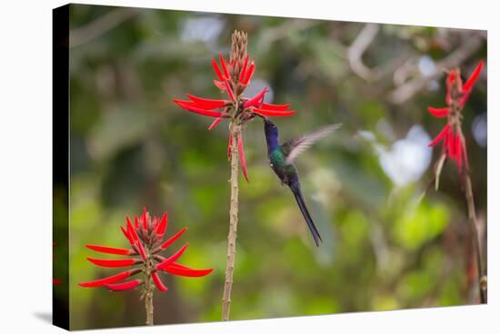 A Swallow-Tailed Hummingbird, Eupetomena Macroura, Mid Flight, Feeding from a Flower-Alex Saberi-Stretched Canvas