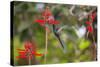 A Swallow-Tailed Hummingbird, Eupetomena Macroura, Mid Flight, Feeding from a Flower-Alex Saberi-Stretched Canvas