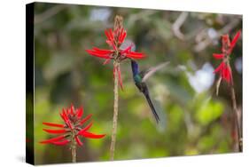 A Swallow-Tailed Hummingbird, Eupetomena Macroura, Mid Flight, Feeding from a Flower-Alex Saberi-Stretched Canvas