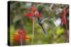 A Swallow-Tailed Hummingbird, Eupetomena Macroura, Mid Flight, Feeding from a Flower-Alex Saberi-Stretched Canvas