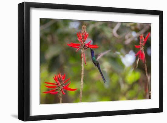 A Swallow-Tailed Hummingbird, Eupetomena Macroura, Mid Flight, Feeding from a Flower-Alex Saberi-Framed Photographic Print