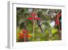 A Swallow-Tailed Hummingbird, Eupetomena Macroura, Mid Flight, Feeding from a Flower-Alex Saberi-Framed Photographic Print