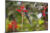 A Swallow-Tailed Hummingbird, Eupetomena Macroura, Mid Flight, Feeding from a Flower-Alex Saberi-Mounted Photographic Print