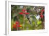 A Swallow-Tailed Hummingbird, Eupetomena Macroura, Mid Flight, Feeding from a Flower-Alex Saberi-Framed Photographic Print