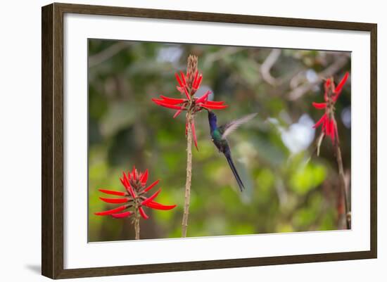 A Swallow-Tailed Hummingbird, Eupetomena Macroura, Mid Flight, Feeding from a Flower-Alex Saberi-Framed Photographic Print