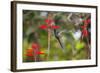 A Swallow-Tailed Hummingbird, Eupetomena Macroura, Mid Flight, Feeding from a Flower-Alex Saberi-Framed Photographic Print