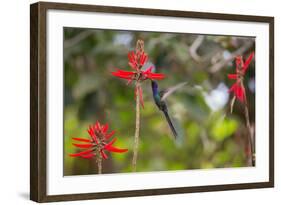 A Swallow-Tailed Hummingbird, Eupetomena Macroura, Mid Flight, Feeding from a Flower-Alex Saberi-Framed Photographic Print