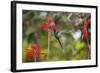 A Swallow-Tailed Hummingbird, Eupetomena Macroura, Mid Flight, Feeding from a Flower-Alex Saberi-Framed Photographic Print