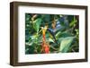 A Swallow-Tailed Hummingbird, Eupetomena Macroura, Mid Flight Feeding from a Flower-Alex Saberi-Framed Photographic Print