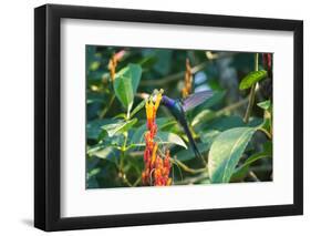 A Swallow-Tailed Hummingbird, Eupetomena Macroura, Mid Flight Feeding from a Flower-Alex Saberi-Framed Photographic Print