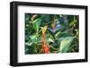 A Swallow-Tailed Hummingbird, Eupetomena Macroura, Mid Flight Feeding from a Flower-Alex Saberi-Framed Premium Photographic Print