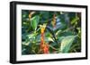 A Swallow-Tailed Hummingbird, Eupetomena Macroura, Mid Flight Feeding from a Flower-Alex Saberi-Framed Photographic Print