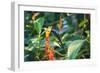 A Swallow-Tailed Hummingbird, Eupetomena Macroura, Mid Flight Feeding from a Flower-Alex Saberi-Framed Photographic Print