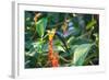 A Swallow-Tailed Hummingbird, Eupetomena Macroura, Mid Flight Feeding from a Flower-Alex Saberi-Framed Photographic Print