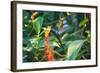 A Swallow-Tailed Hummingbird, Eupetomena Macroura, Mid Flight Feeding from a Flower-Alex Saberi-Framed Photographic Print