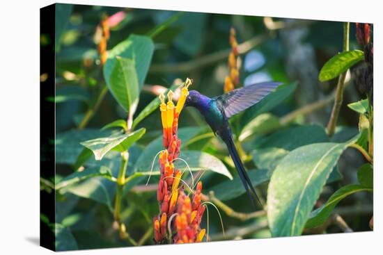 A Swallow-Tailed Hummingbird, Eupetomena Macroura, Mid Flight Feeding from a Flower-Alex Saberi-Stretched Canvas