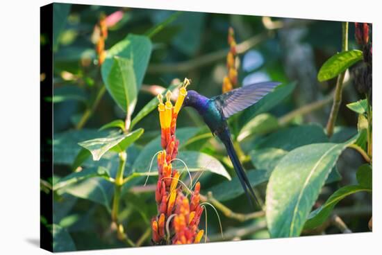A Swallow-Tailed Hummingbird, Eupetomena Macroura, Mid Flight Feeding from a Flower-Alex Saberi-Stretched Canvas