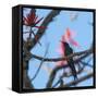 A Swallow Tailed Hummingbird, Eupetomena Macroura, Resting in a Tree-Alex Saberi-Framed Stretched Canvas
